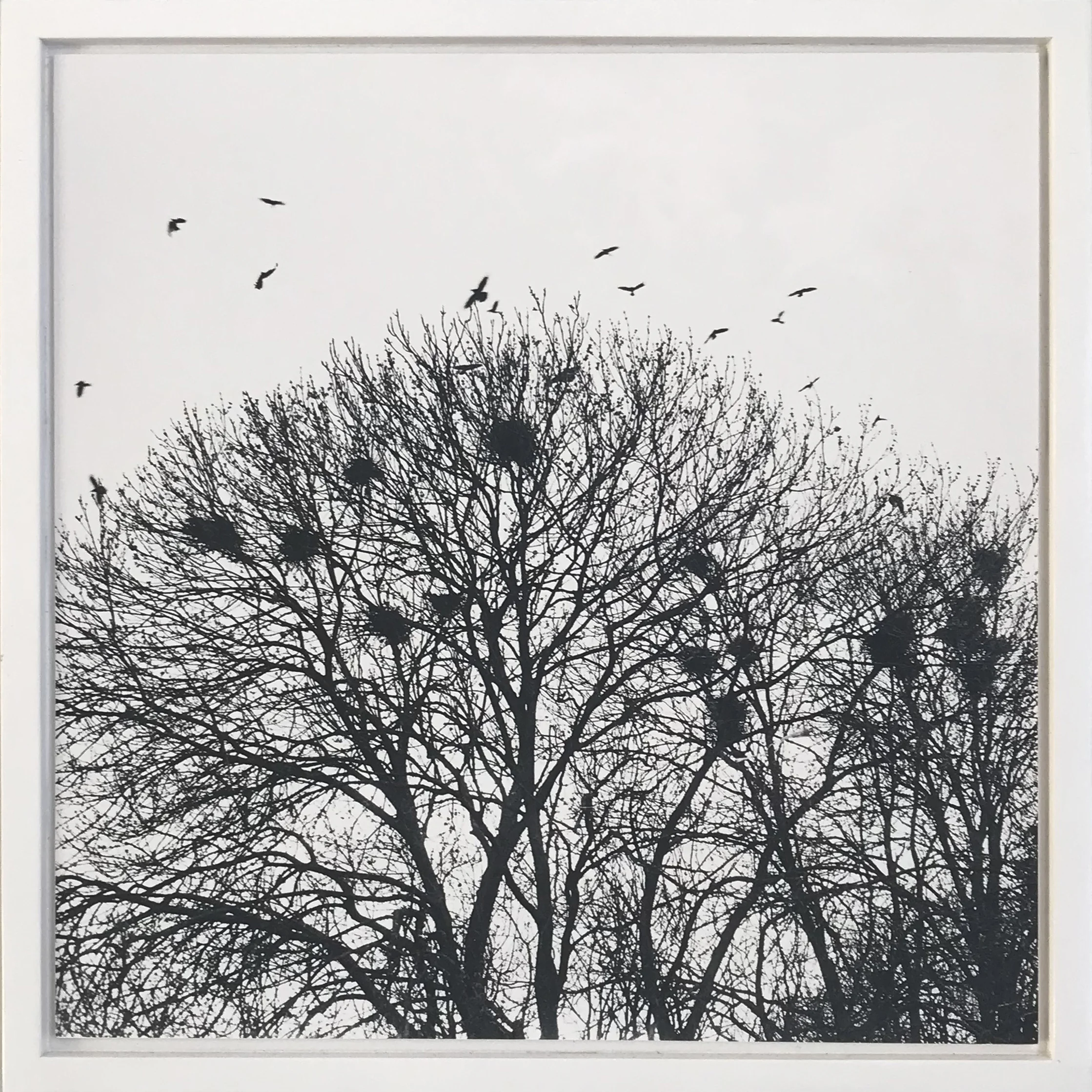Rooks Nest Lotte Attwood £350 39cm x 39cm including frame Purchase