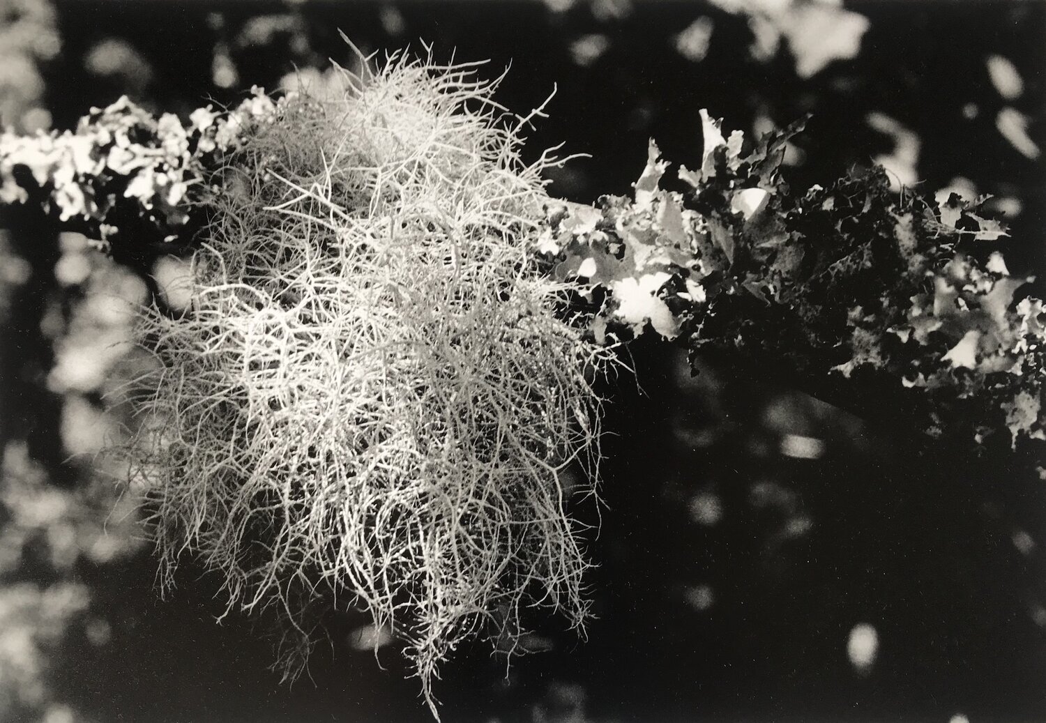 2.+Plantlife+-+Lotte+Attwood+-+2.jpg