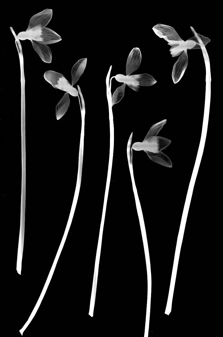 Lotte Attwood + Snowdrops.jpeg