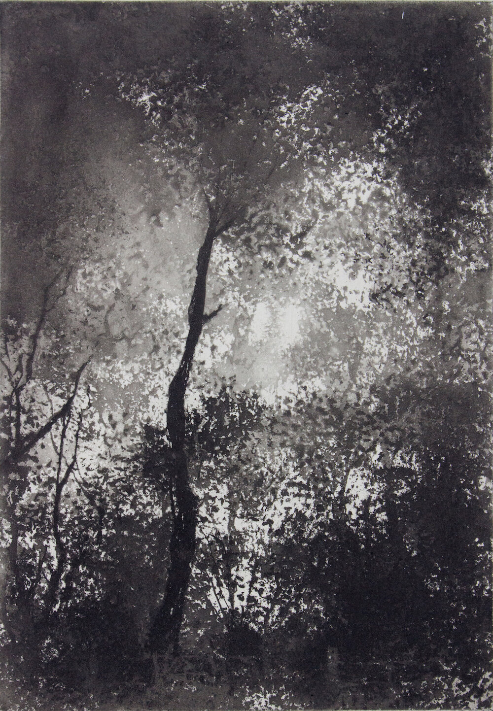 Fen Ditton Gallery + Trees Observed + Exhibition + Norman Ackroyd.jpeg