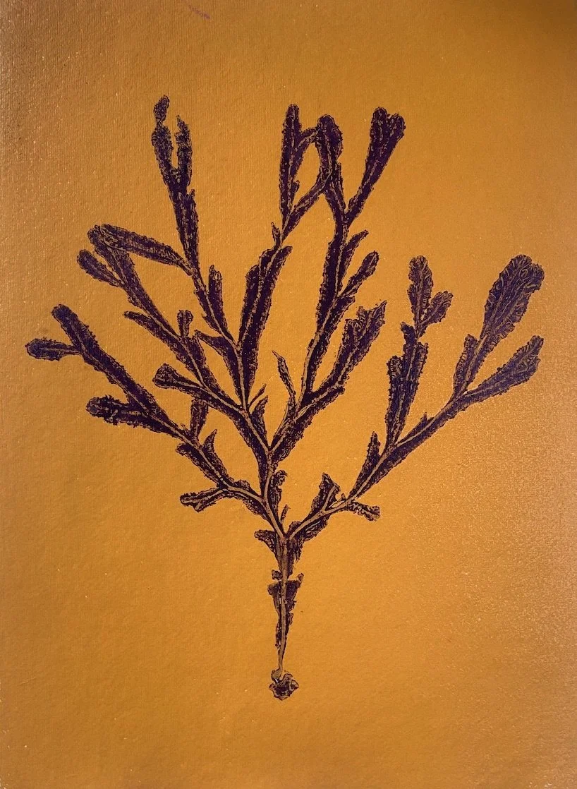 Rebecca Jewell + Fucus+serratus+on+yellow2.jpeg