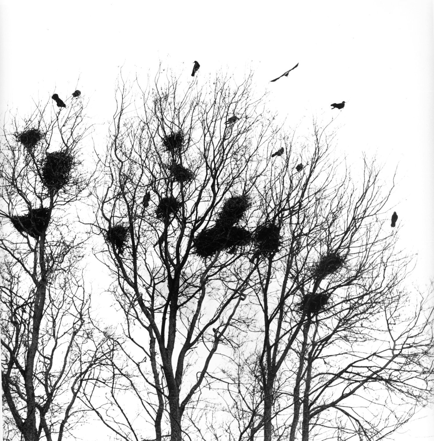 Lotte Attwood: Rooks on the A10