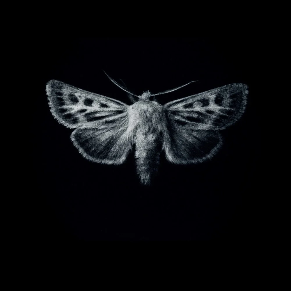 Sarah Gillespie: Antler Moth