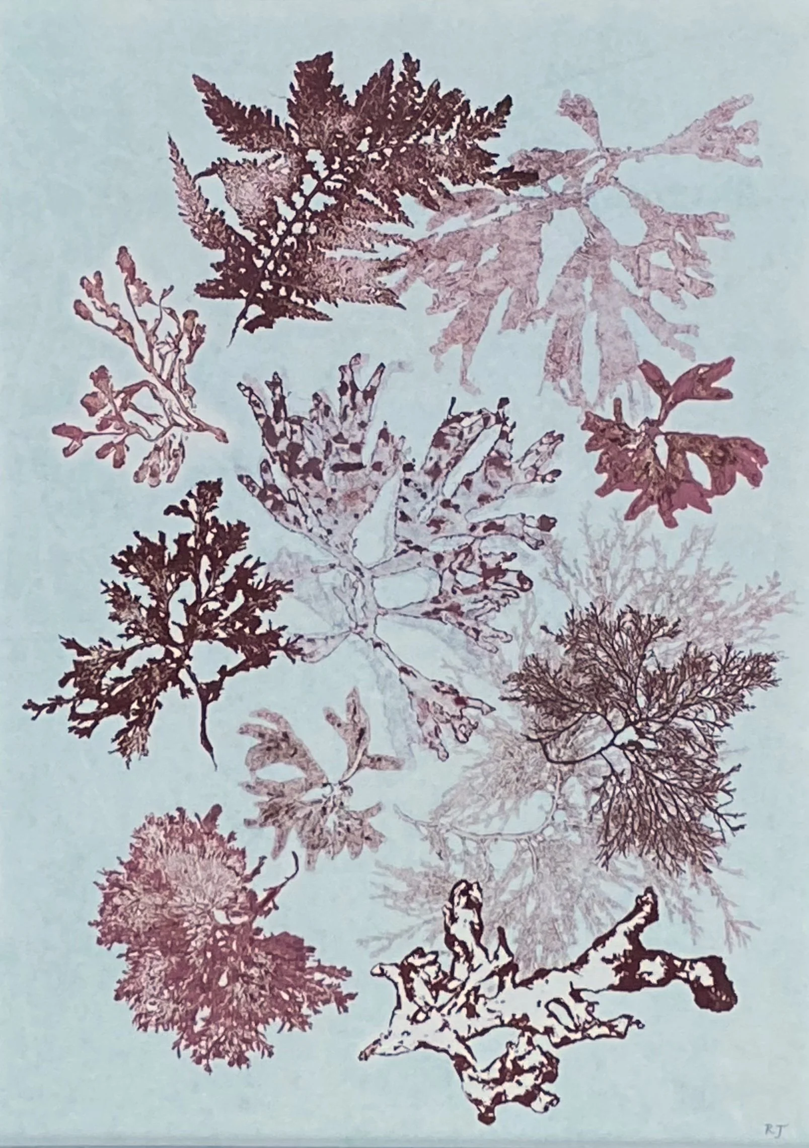 Rebecca Jewell: Floating Seaweed I