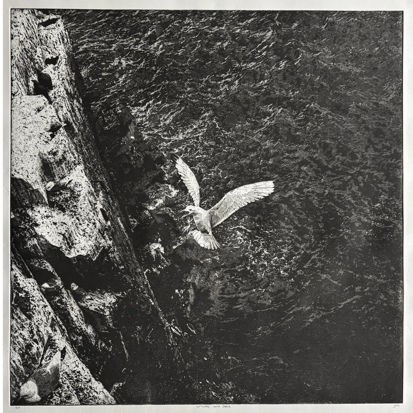 Chris Otley: Kittiwake, Inner Farne