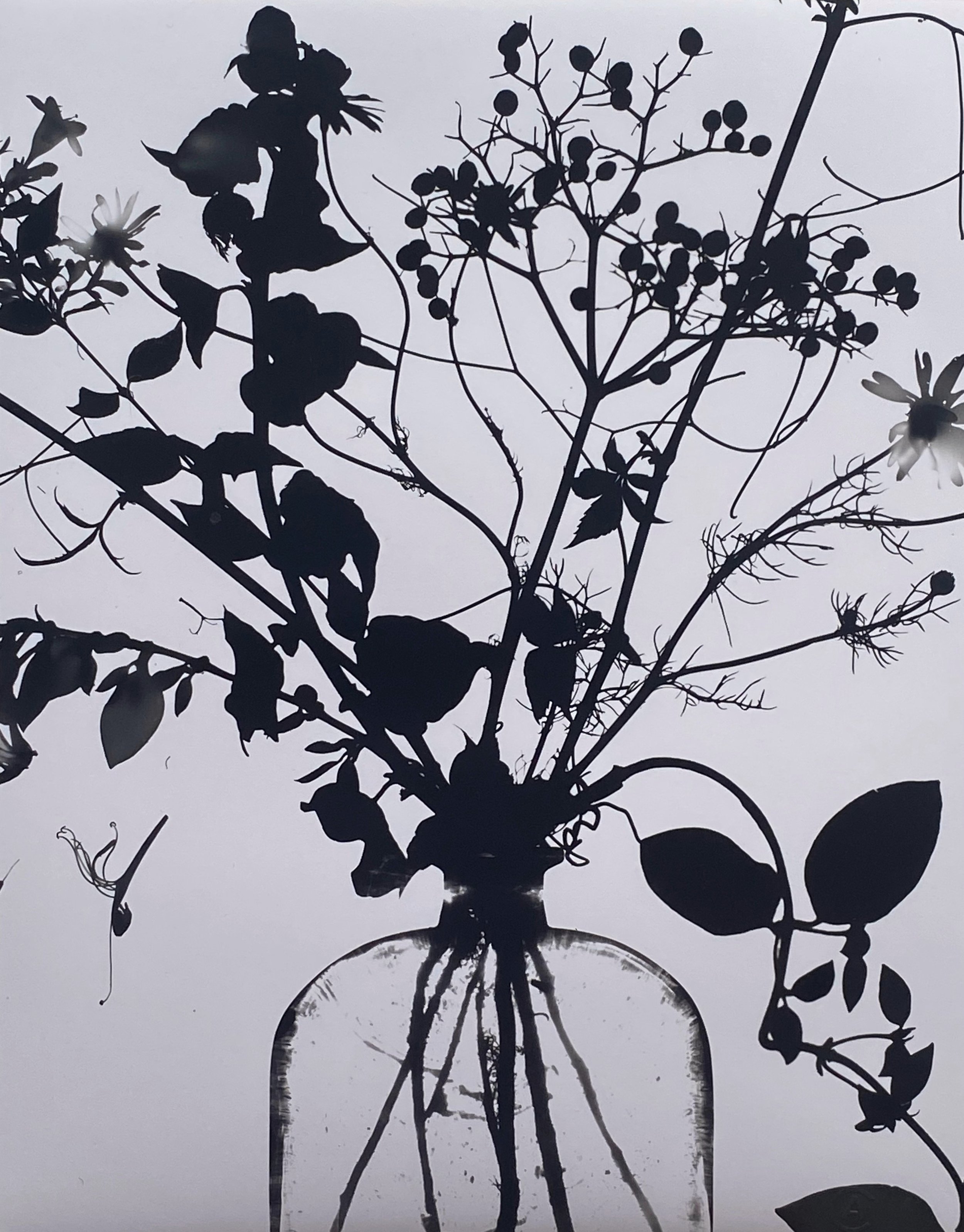 Lotte Attwood - Autumn Arrangement Photogram (1).jpg