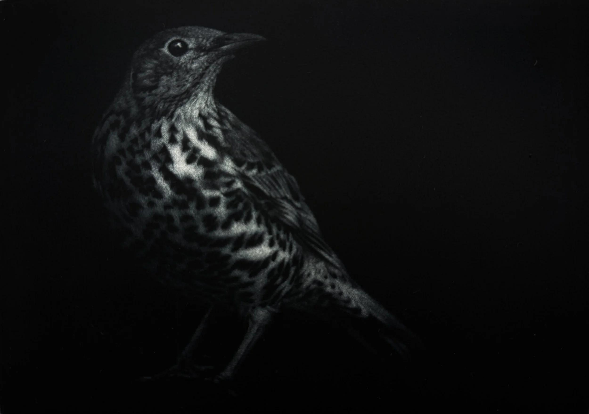 Sarah Gillespie: Storm Cock