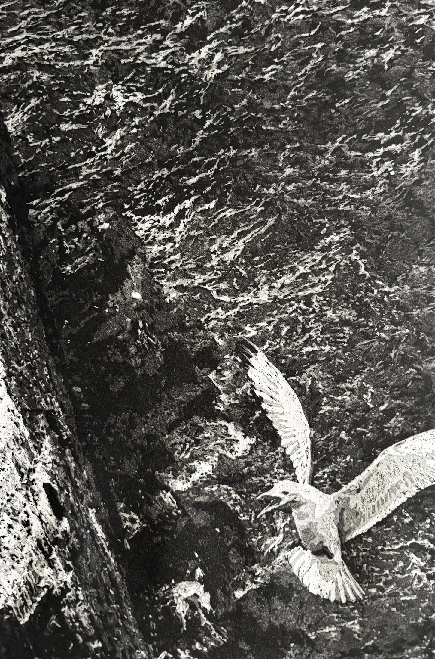 Chris+Otley_Kittiwake_Inner+Farne_2026_3.jpg