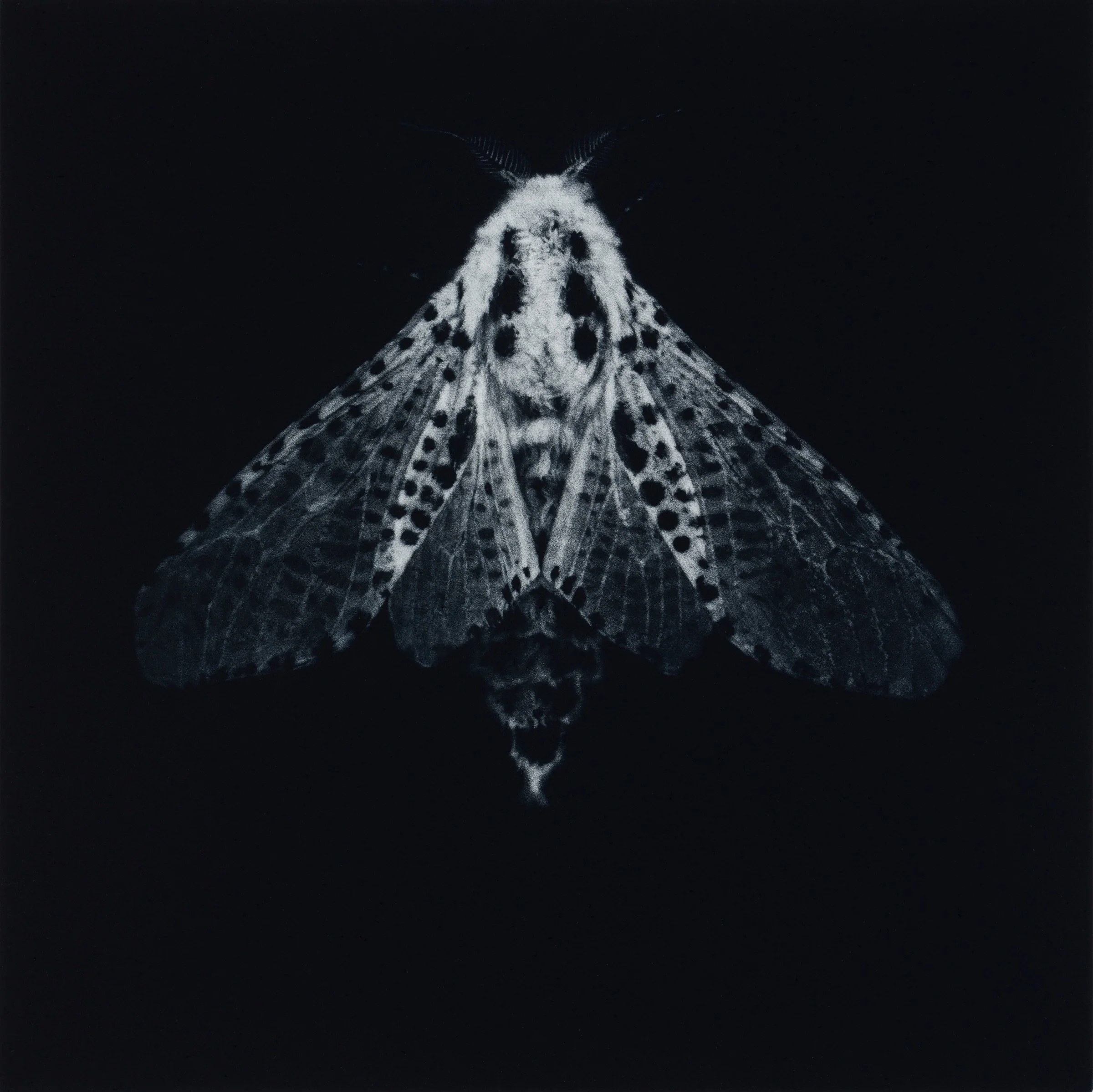 Sarah Gillespie: Leopard Moth