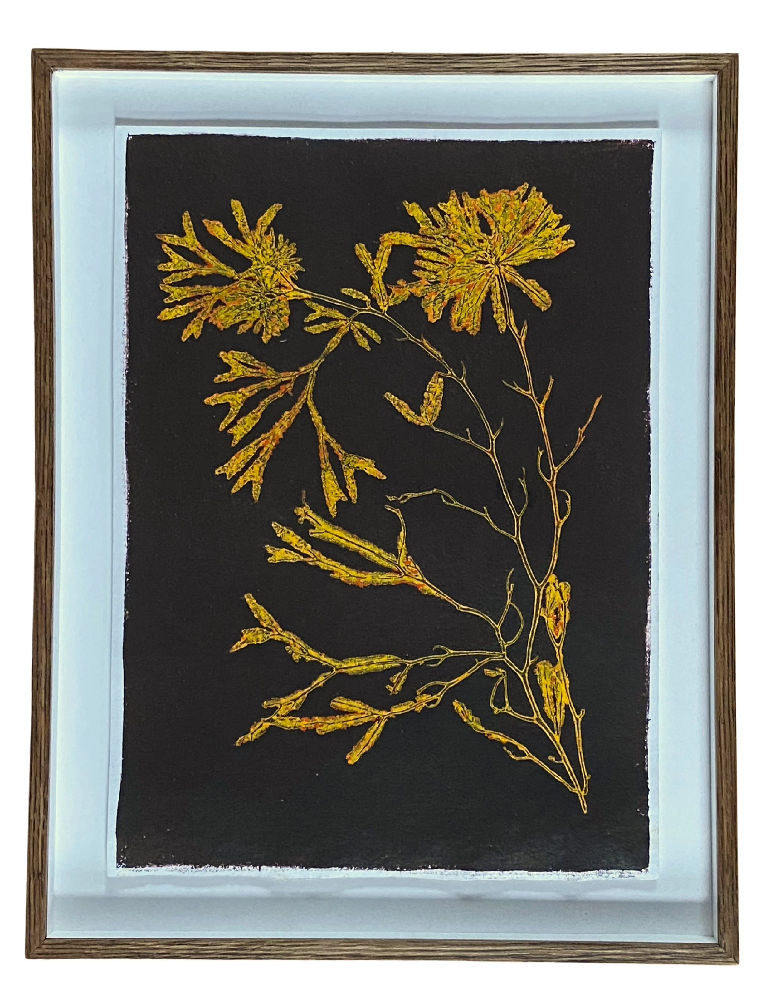Rebecca Jewell - Fucus Serratus Yellow (framed).jpg
