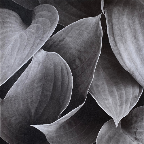 Paul Hart: Hosta IV