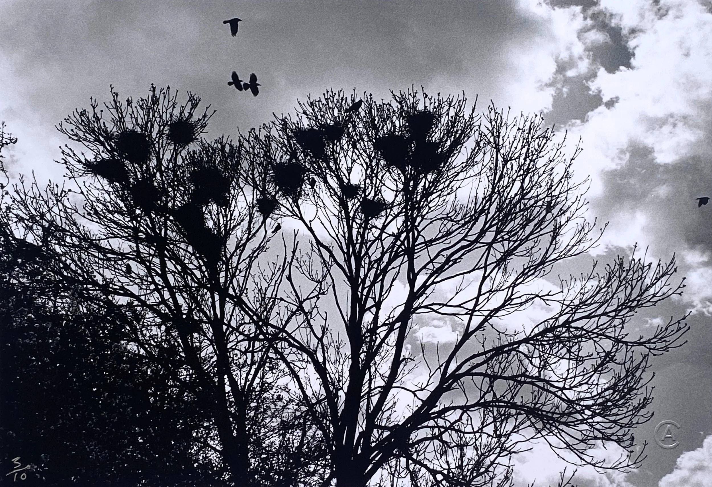 Lotte Attwood - Rooks on the A10.jpg