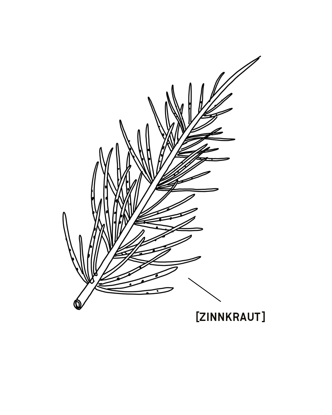 ZINNKRAUT-1350X1080.png