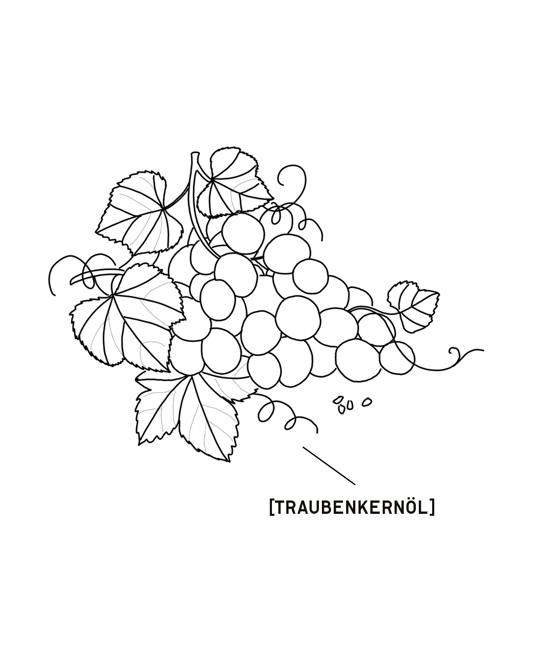 TRAUBENKERNOEL-1350X1080.png