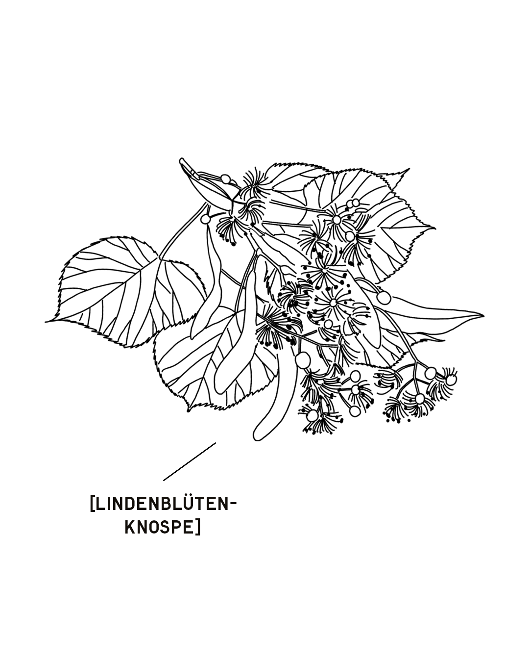 LINDENBLUETENKNOSPE-1350X1080.png