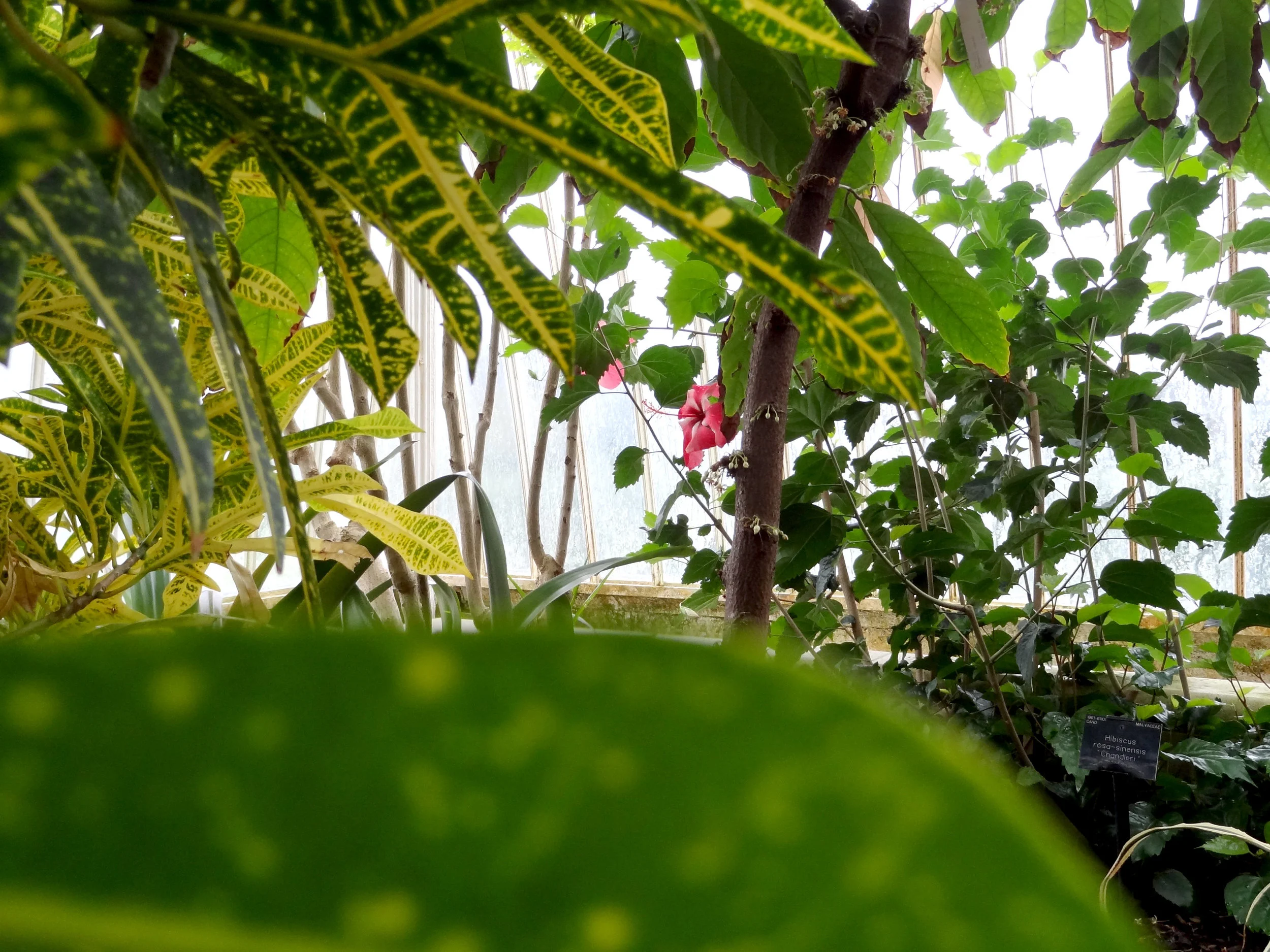 Above: Peeping through at Kew. Below: Immersing myself at the Garden of Eden, Cornwall,