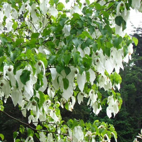 dove tree.jpg