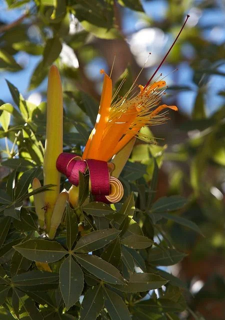 Za Baobab madagascar.jpg