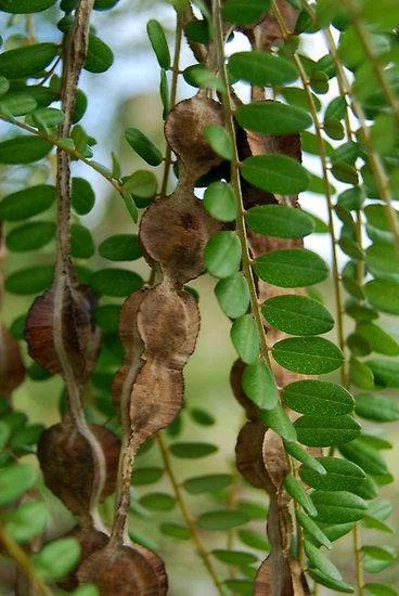 Kowhai seed pods.jpg