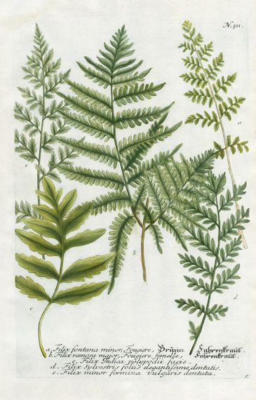 ferns.jpg