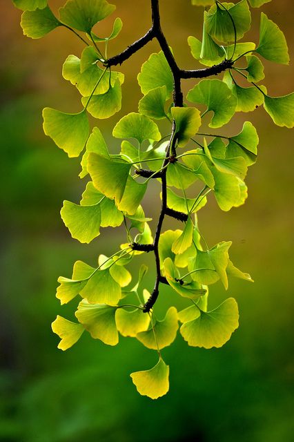 ginko.jpg