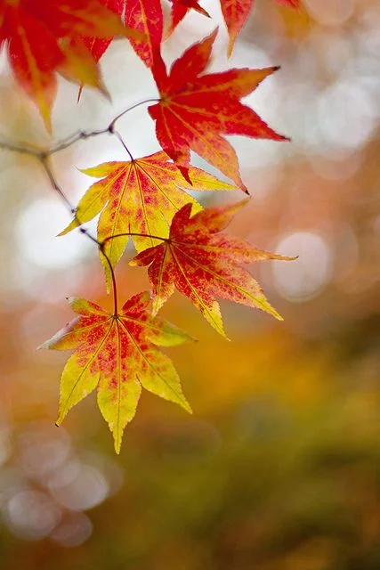 maple.jpg