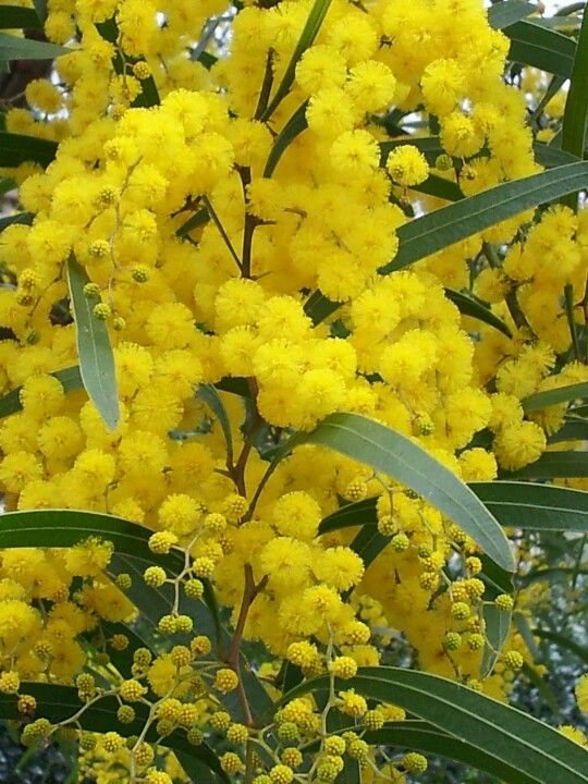 aussie wattle.jpg