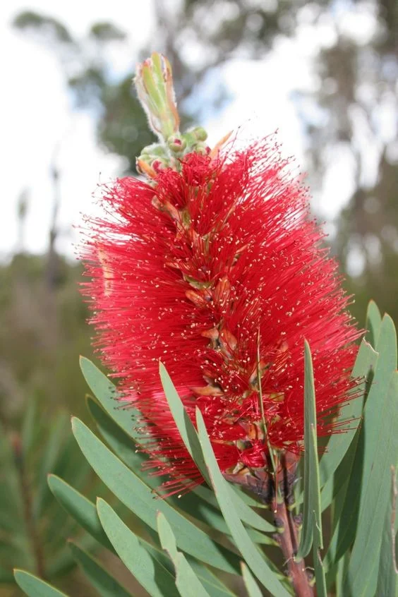 Bottlebrush flower.jpg