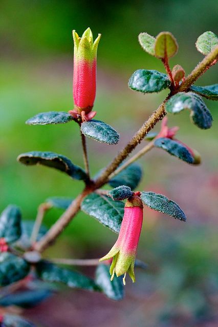 Correa reflexa (Rutaceae); Native fuschia.jpg