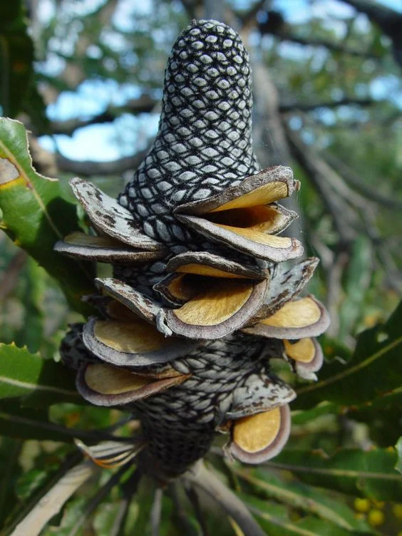 dried banksia flower.jpg