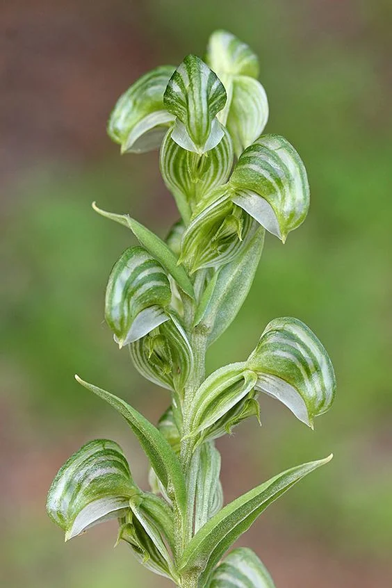 green hood orchid.jpg