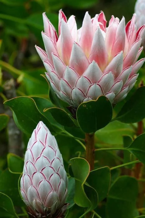 protea.jpg