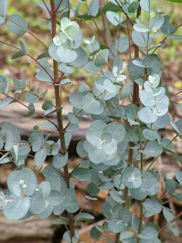 silver dollar gum tree.jpg