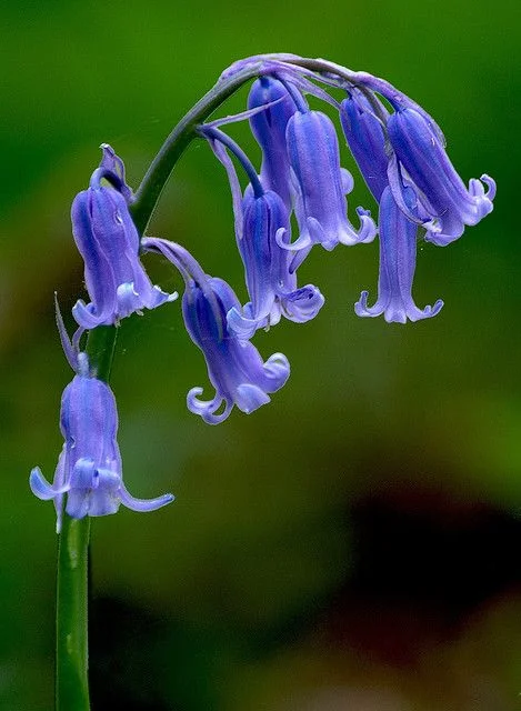 bluebells.jpg