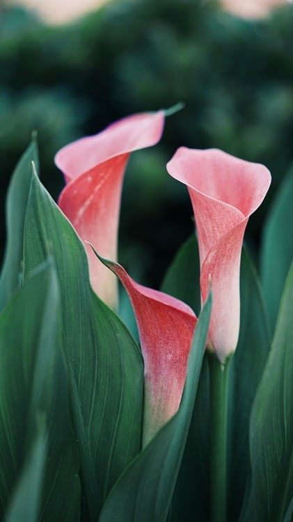calla lilly.jpg