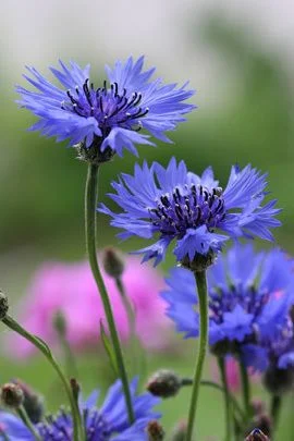 cornflower.jpg