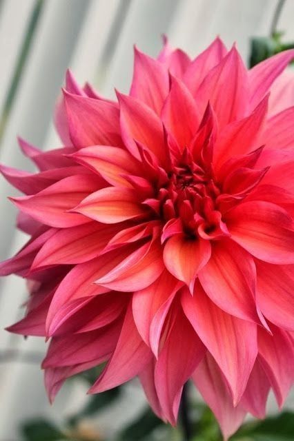 dahlia.jpg
