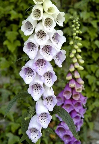 foxglove 2.jpg