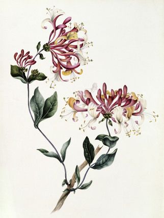 honeysuckle.jpg
