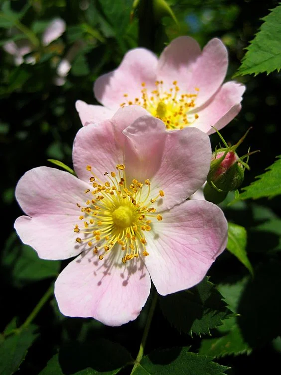 rosa canina dog rose.jpg