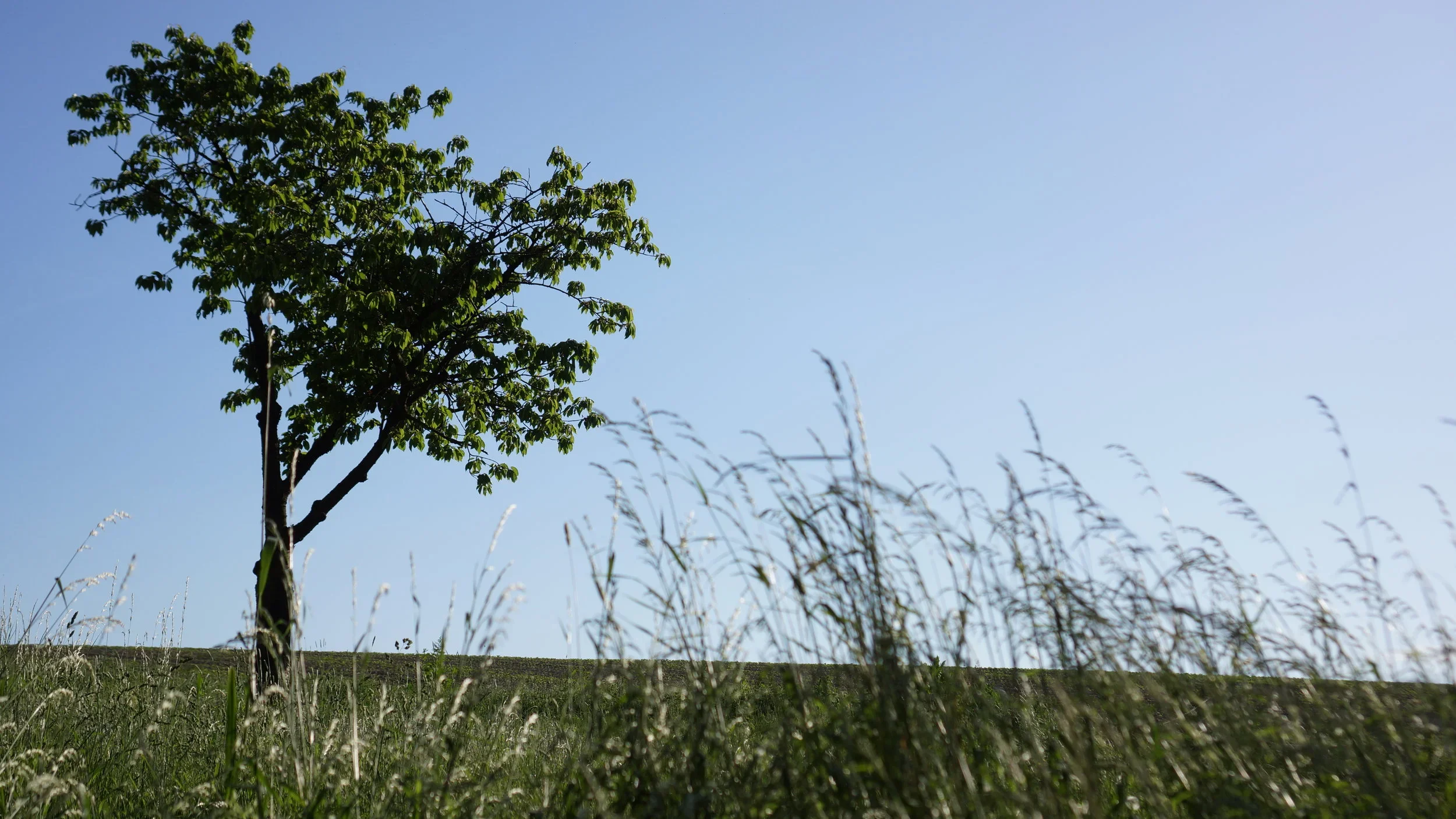 DSC00631.webp