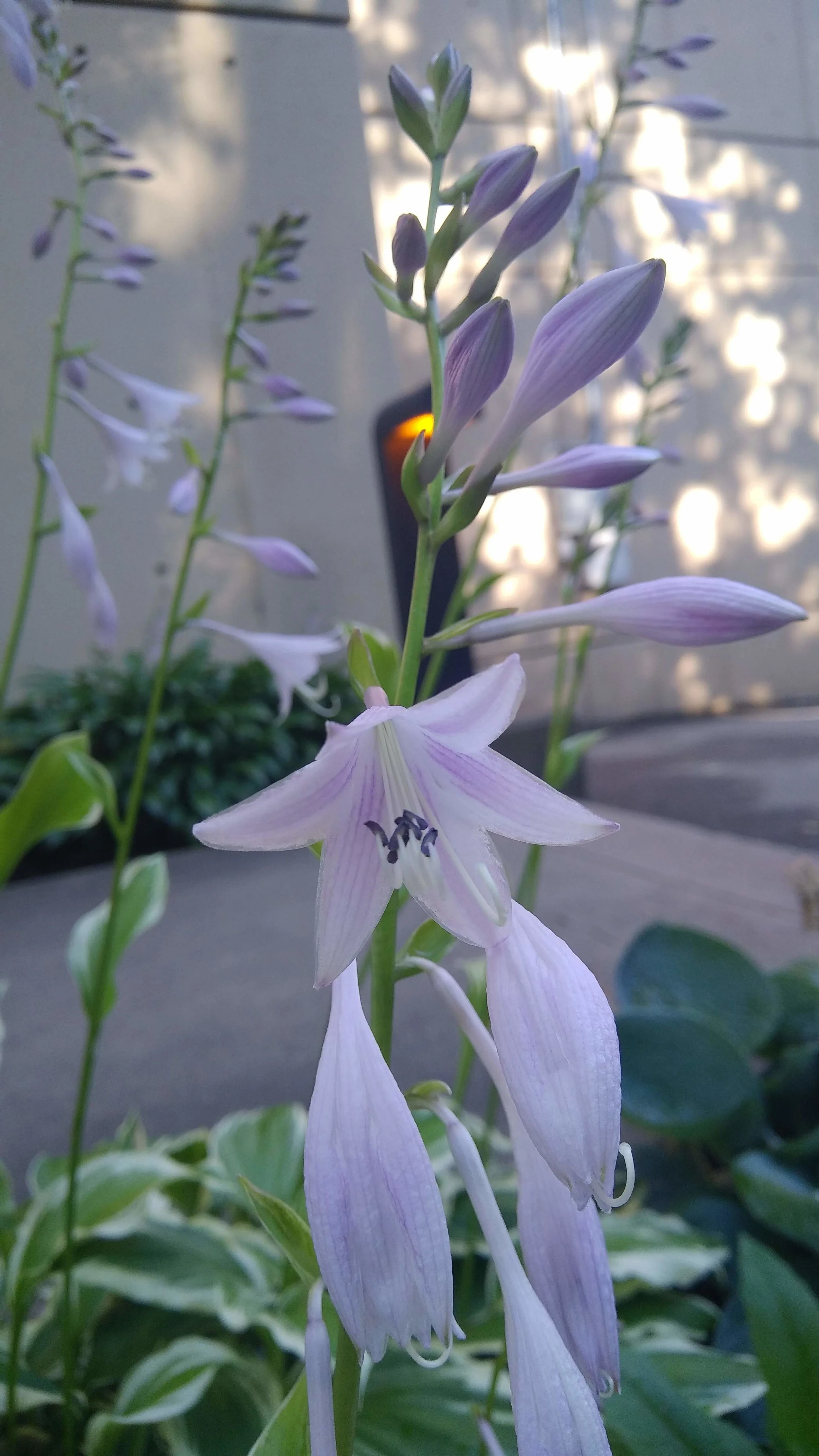 This picture has nothing to do with anything. I just really like flowers.