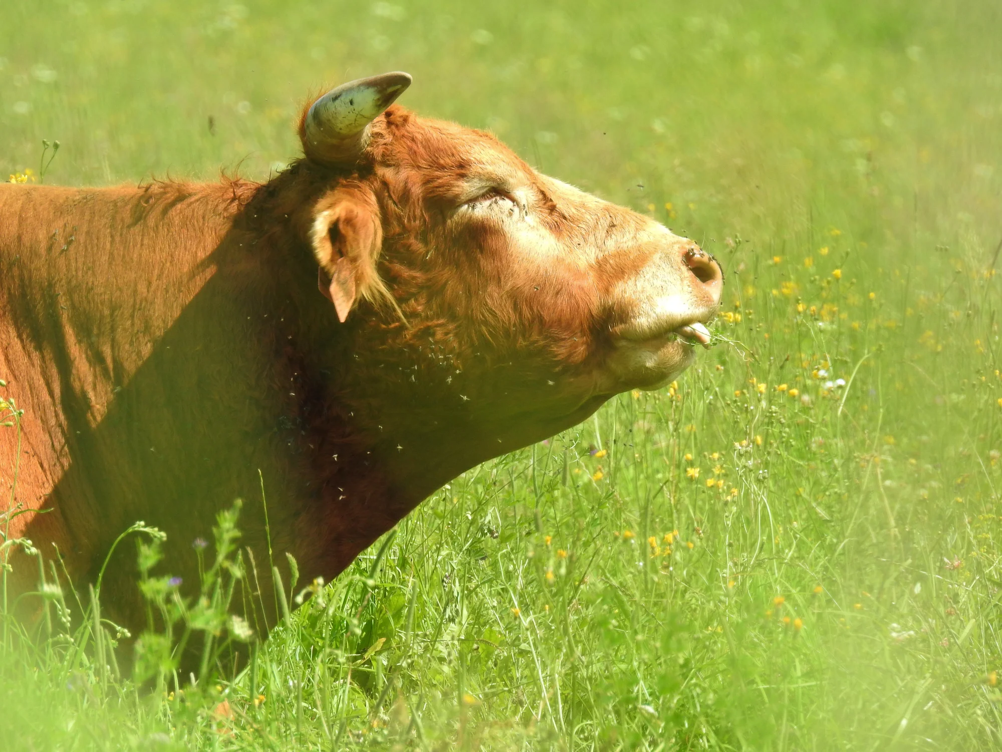 BWFS Image Cow in Pasture.jpg