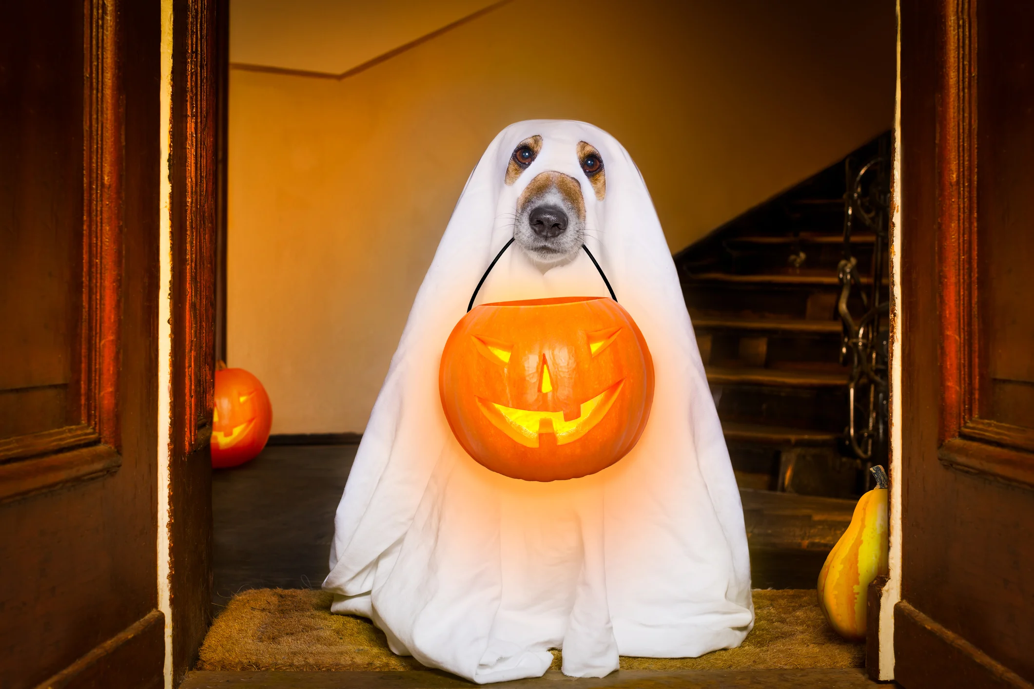 BWFS image Halloween dog.jpg