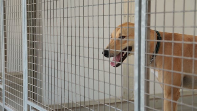 All Creatures Great & Small animal sanctuary dog rehoming social promo