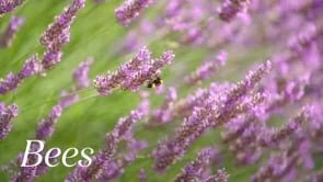 Juice Social Media - Bee invoice promo