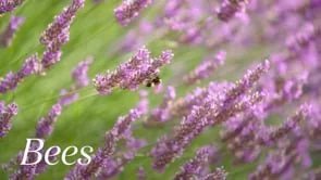 Juice Social Media - Bee invoice promo