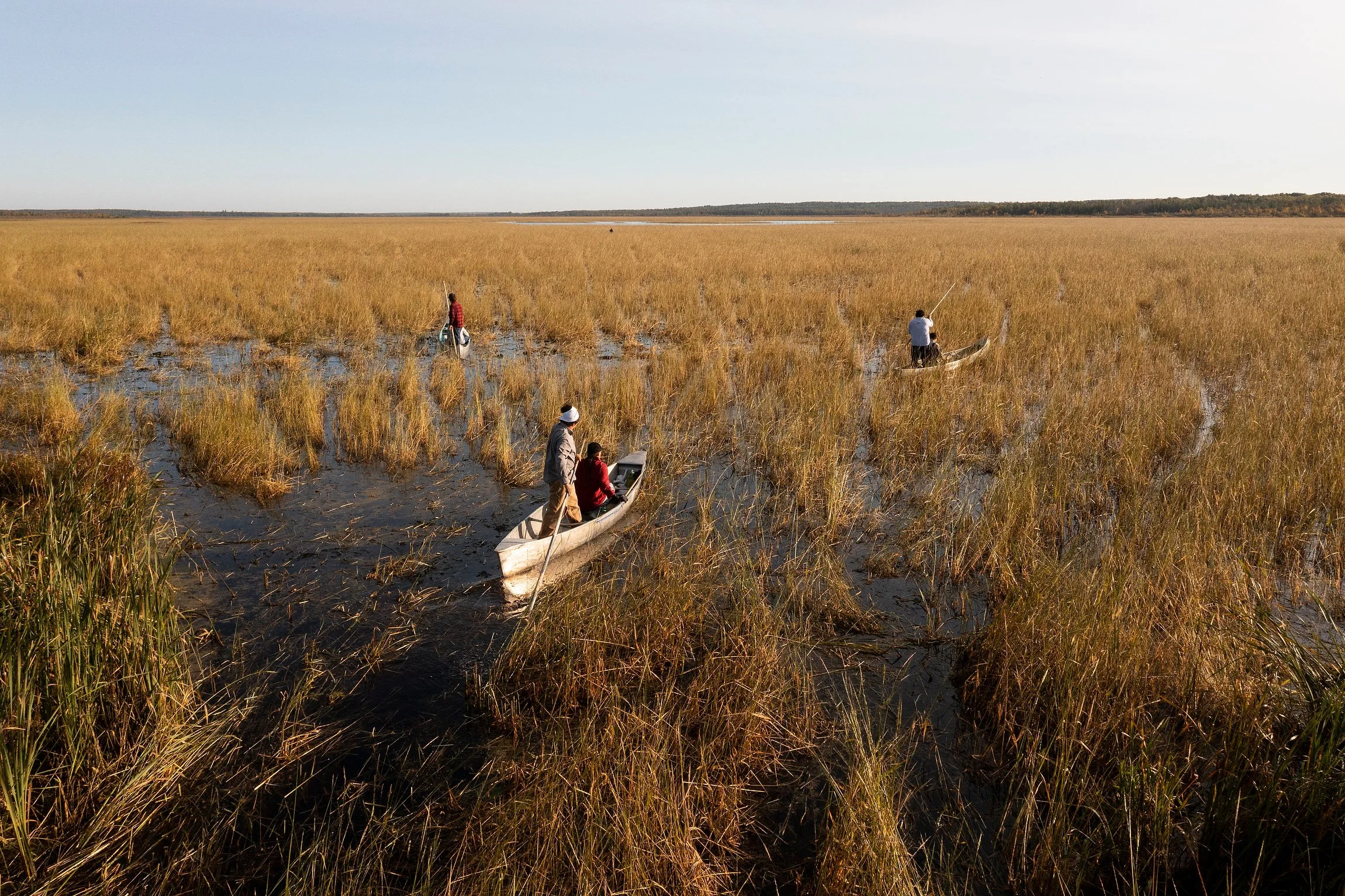 MinnesotaWildRiceHarvest_03.JPG
