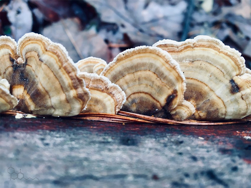 turkey tail mushrooms, Bent Creek, NC