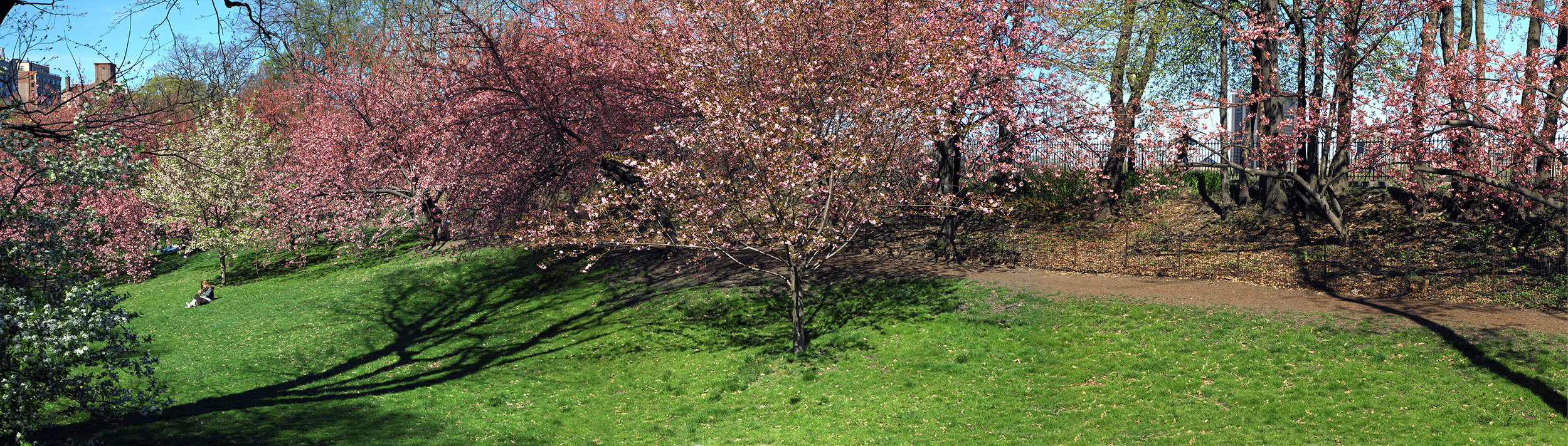 cherry blossom orchard near 90th street.jpg